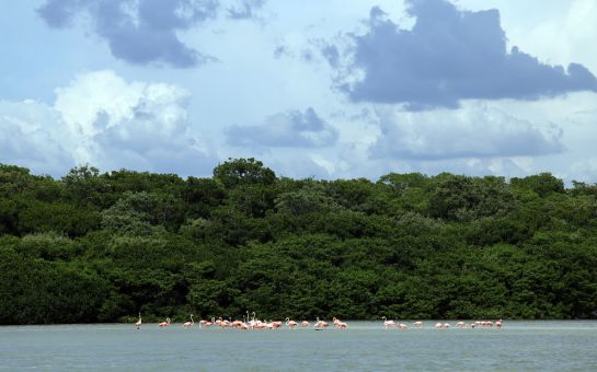 Flamencos en la Ría Celestún Flamencos en la Ría Celestún