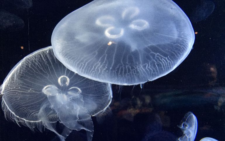 La presencia de medusas en el agua es uno de los problemas que más afectan a los bañistas en la costa española.
La presencia de medusas en el agua es uno de los problemas que más afectan a los bañistas en la costa española.