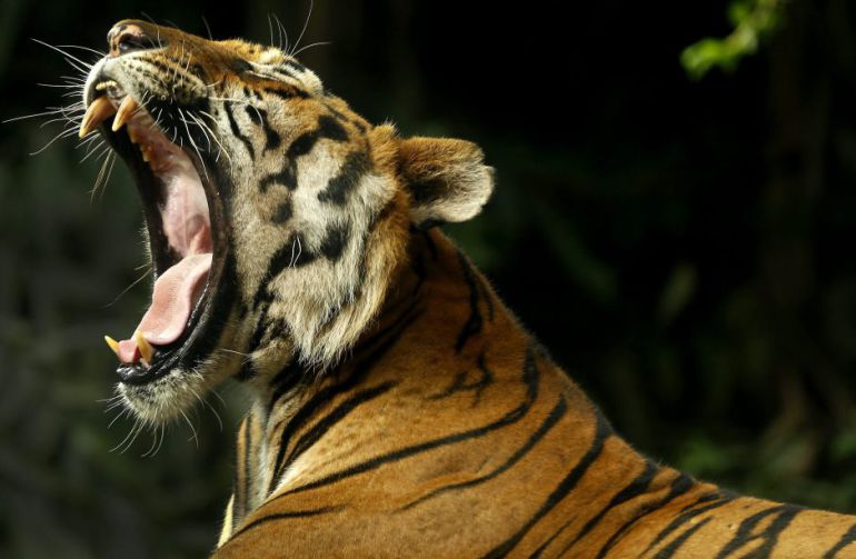 El Badaling Safari World ha sido cerrado y permanecerá así hasta que finalice la investigación sobre lo ocurrido El Badaling Safari World ha sido cerrado y permanecerá así hasta que finalice la investigación sobre lo ocurrido