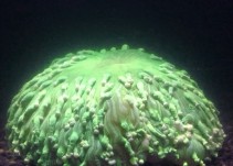 Un vídeo muestra por primera vez el blanqueamiento de los Corales