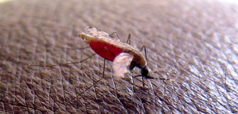 Foto de archivo tomada el 23 de abril de 2008 de un mosquito 'Anopheles gambiae', que transmite el parásito que causa malaria. Foto de archivo tomada el 23 de abril de 2008 de un mosquito 'Anopheles gambiae', que transmite el parásito que causa malaria.