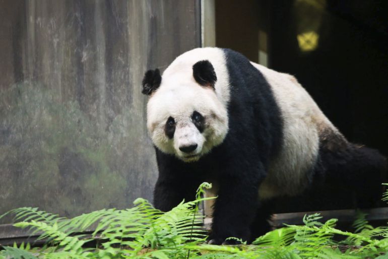 Fotografía facilitada por Ocean Park (octubre de 2016) que muestra a Jia Jia, el panda más longevo del mundo, en Hong Kong (China). Fotografía facilitada por Ocean Park (octubre de 2016) que muestra a Jia Jia, el panda más longevo del mundo, en Hong Kong (China).