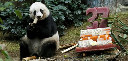 Jia Jia, celebrando su 37 cumpleaños. Jia Jia, celebrando su 37 cumpleaños.