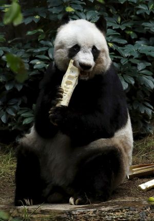 Jia Jia mordisquea un trozo de bambú el pasado 28 de julio de 2015. Jia Jia mordisquea un trozo de bambú el pasado 28 de julio de 2015.