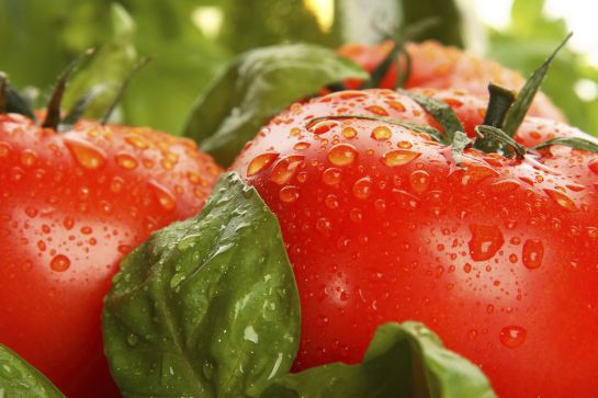 Los tomates son uno de los alimentos que pueden afectar a la digestión. Los tomates son uno de los alimentos que pueden afectar a la digestión.
