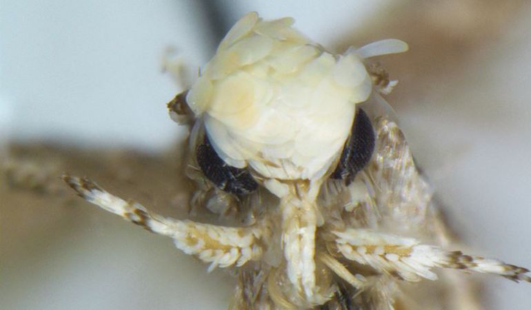 La nueva especie de polilla renombrada como Donald Trump. La nueva especie de polilla renombrada como Donald Trump.