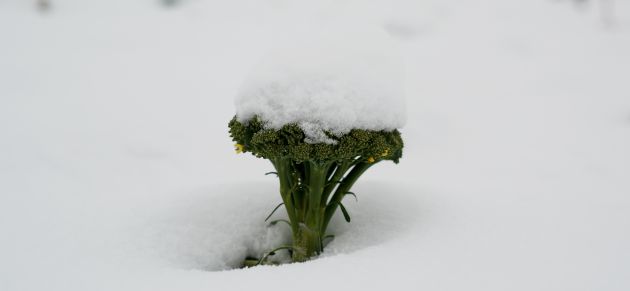 Brócoli cubierto de nieve en Caravaca de la Cruz (Murcia). Brócoli cubierto de nieve en Caravaca de la Cruz (Murcia).