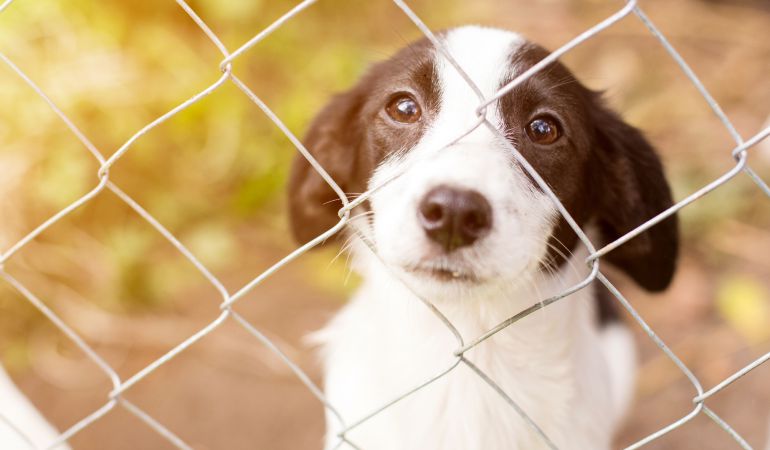 El fin de la eutanasia para animales en Taiwan. El fin de la eutanasia para animales en Taiwan.