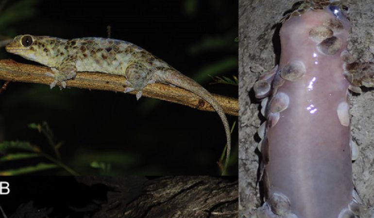 Así es la nueva especie de gecko. Así es la nueva especie de gecko.