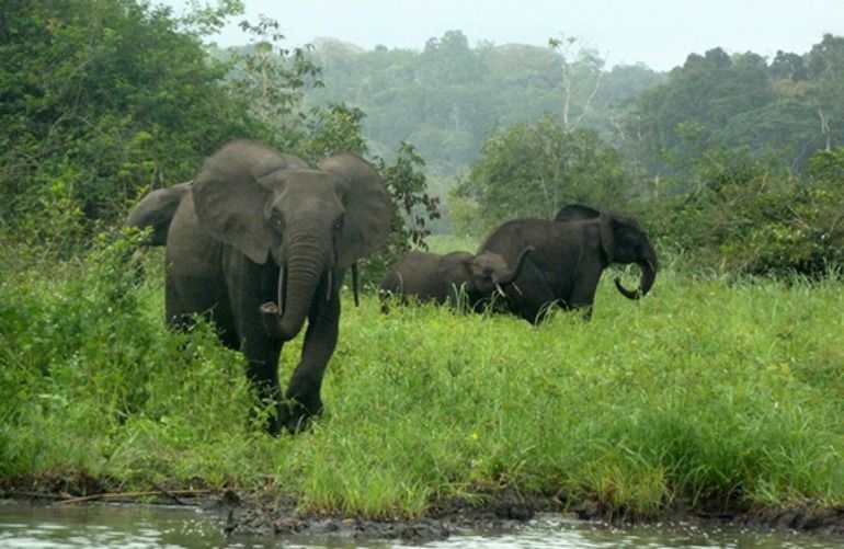 Un pequeño grupo de elefantes pasea por un bosque en el Parque Nacional Minkébé de Gabón. La caza furtiva para el comercio ilegal de marfil ha reducido su número en un 80%. Un pequeño grupo de elefantes pasea por un bosque en el Parque Nacional Minkébé de Gabón. La caza furtiva para el comercio ilegal de marfil ha reducido su número en un 80%.
