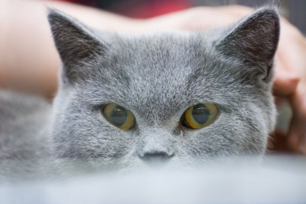 FOTOGALERÍA | 20 de febrero, Día Internacional del Gato. FOTOGALERÍA | 20 de febrero, Día Internacional del Gato.