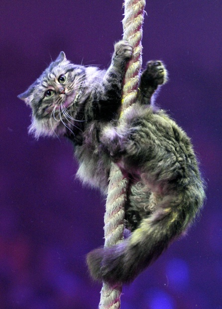 Un gato trepa por una cuerda en el espectáculo del circo bieloruso. Un gato trepa por una cuerda en el espectáculo del circo bieloruso.