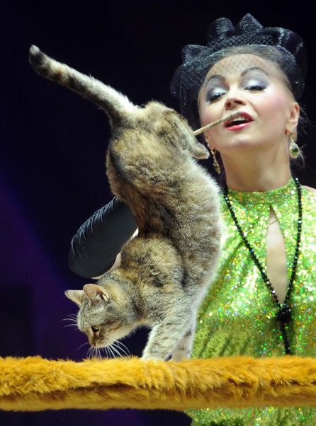 Un gato anda sobre las patas delanteras en el circo bieloruso. Un gato anda sobre las patas delanteras en el circo bieloruso.