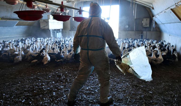 Un granjero preparado para sacrificar a los patos de su granja. Un granjero preparado para sacrificar a los patos de su granja.