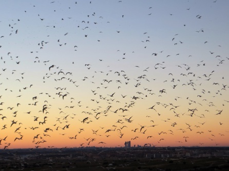 “Las gaviotas que decidieron abandonar el mar” “Las gaviotas que decidieron abandonar el mar”