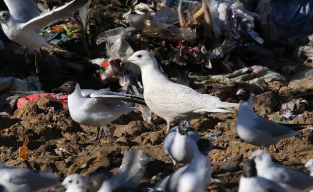 “Las gaviotas que decidieron abandonar el mar” “Las gaviotas que decidieron abandonar el mar”