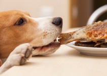 ¿Qué debe y qué no debe comer un perro?
