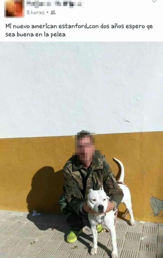 Un juzgado de Carmona (Sevilla) investiga a un usuario por subir fotografías de animales a los que , supuestamente, utilizaba en peleas Un juzgado de Carmona (Sevilla) investiga a un usuario por subir fotografías de animales a los que , supuestamente, utilizaba en peleas