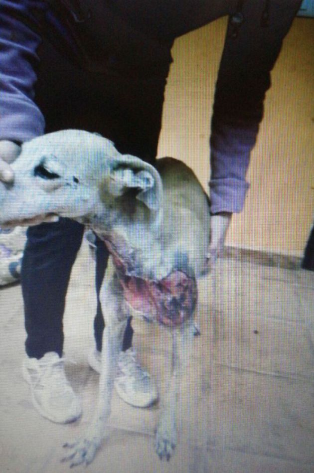 Un galgo tras ser rescatado de- según afirma la protectora de animales de Úbeda (Jaén)- una pelea Un galgo tras ser rescatado de- según afirma la protectora de animales de Úbeda (Jaén)- una pelea