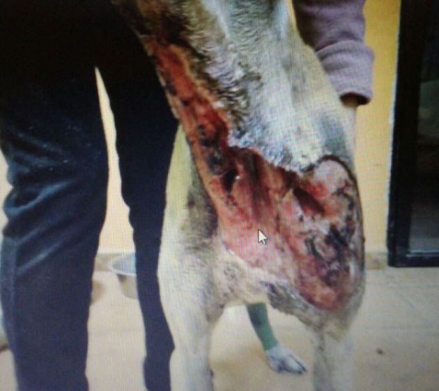Un galgo tras ser rescatado de- según afirma la protectora de animales de Úbeda (Jaén)- una pelea Un galgo tras ser rescatado de- según afirma la protectora de animales de Úbeda (Jaén)- una pelea