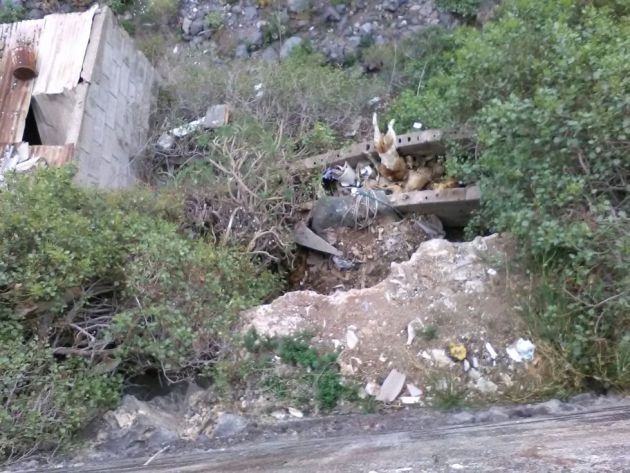 Perros muertos en un barranco tras las peleas (Tenerife) Perros muertos en un barranco tras las peleas (Tenerife)
