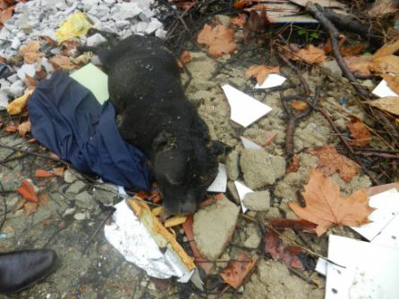 Un perro muerto con mordeduras en un parque de la periferia de Madrid Un perro muerto con mordeduras en un parque de la periferia de Madrid
