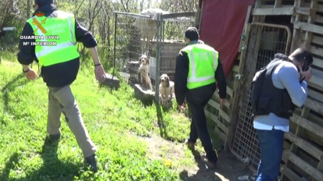 Operación Reinaldus. La guardia Civil detiene en Jaca a un hombre por participar en peleas de perros Operación Reinaldus. La guardia Civil detiene en Jaca a un hombre por participar en peleas de perros