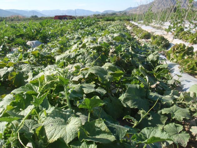 Una imagen de los cultivos de verduras de Ladespensa.bio Una imagen de los cultivos de verduras de Ladespensa.bio