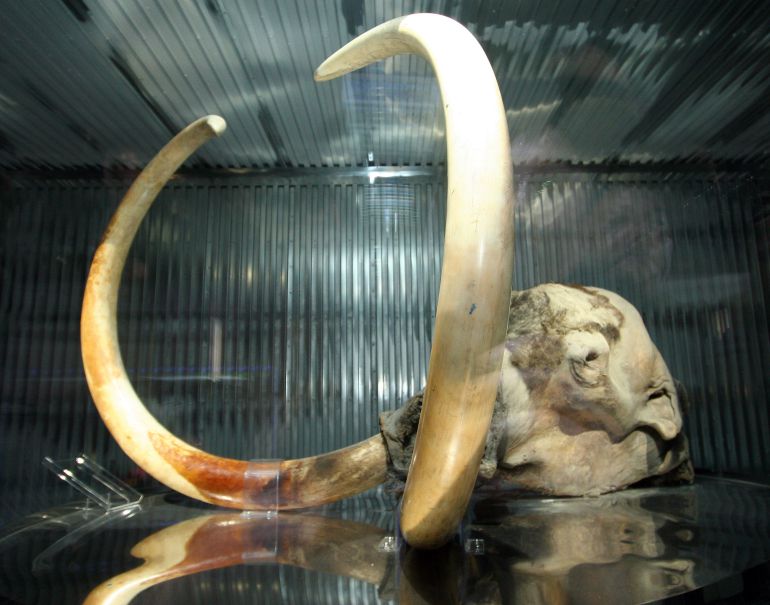 Mamut helado descubierto en Siberia. Mamut helado descubierto en Siberia.