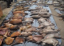 La caza ha reducido un 70% la fauna salvaje