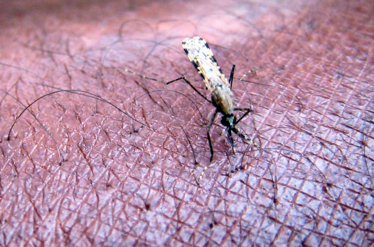 El mosquito de la especie Anopheles es el principal transmisor de la malaria en África. El Día Mundial contra la Malaria se celebra cada 25 de abril para destacar la necesidad de invertir continuamente en la prevención y el control de esta enfermedad que acaba con 429.000 vidas cada año en todo el mundo, la mayoría en África Subsahariana. El mosquito de la especie Anopheles es el principal transmisor de la malaria en África. El Día Mundial contra la Malaria se celebra cada 25 de abril para destacar la necesidad de invertir continuamente en la prevención y el control de esta enfermedad que acaba con 429.000 vidas cada año en todo el mundo, la mayoría en África Subsahariana.