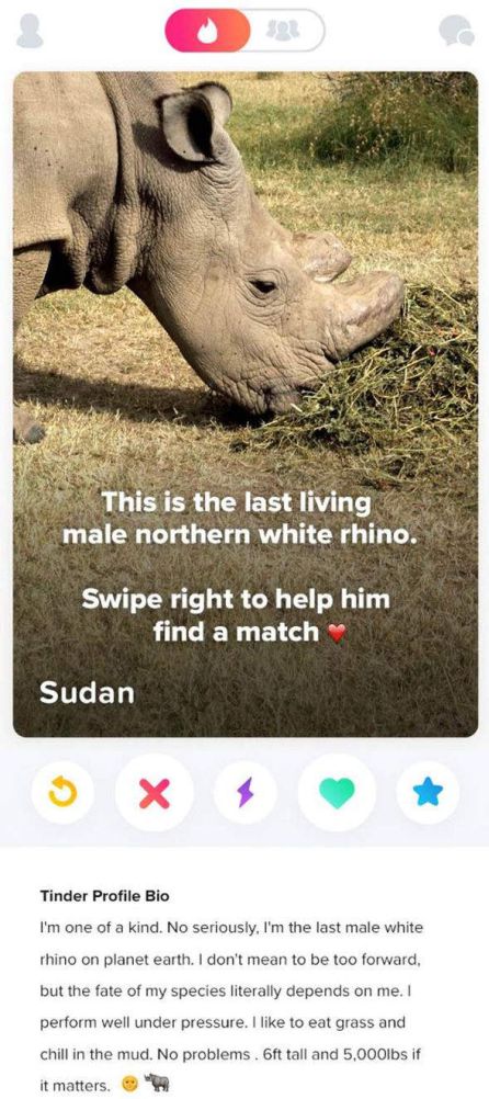 Perfil de Sudán en Tinder. Perfil de Sudán en Tinder.