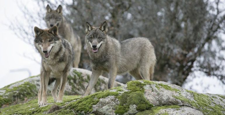 Sólo una decena de lobos ibéricos habitan en el Parque Nacional de la Sierra de Guadarra, que está situado entre las provincias de Segovia y Madrid.
Sólo una decena de lobos ibéricos habitan en el Parque Nacional de la Sierra de Guadarra, que está situado entre las provincias de Segovia y Madrid.