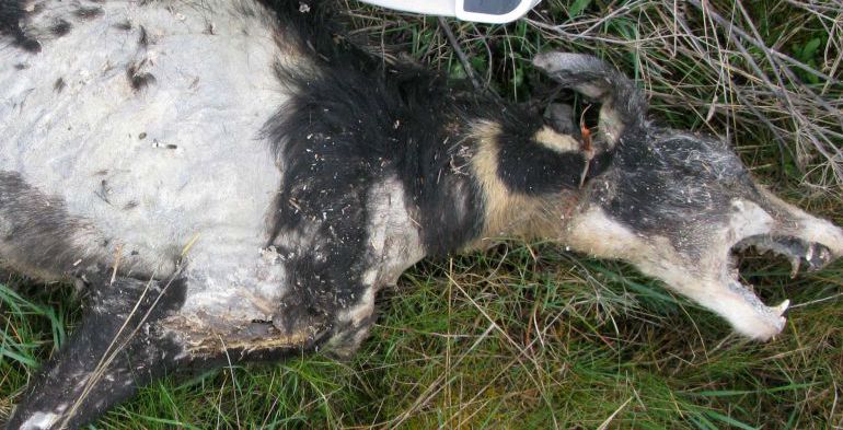 Uno de los animales encontrados por la Guardia Civil hace dos años Uno de los animales encontrados por la Guardia Civil hace dos años