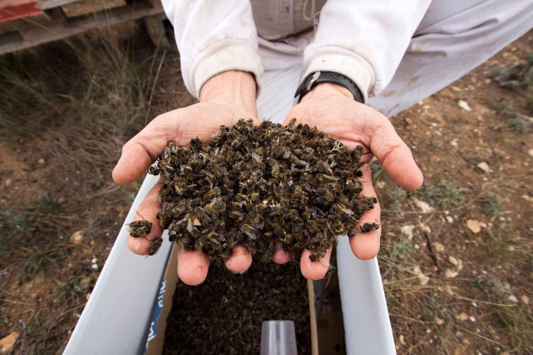 Los científicos alertan de la mortandad de abejas a causa de los insecticidas basados en la nicotina, los llamados "neonicotinoides".
Los científicos alertan de la mortandad de abejas a causa de los insecticidas basados en la nicotina, los llamados "neonicotinoides".