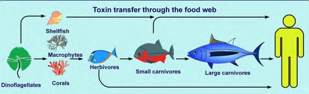 Vías de transmisión de las toxinas producidas por microalgas por ingestión. Vías de transmisión de las toxinas producidas por microalgas por ingestión.
