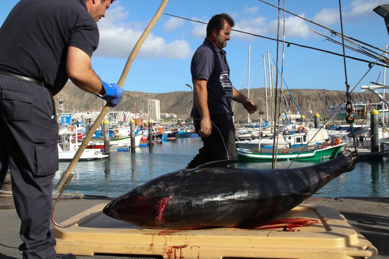 Pescadores en el puerto de Los Cristianos, en las islas Canarias, donde ha llegado Gambierdiscus, la toxina que provoca la ciguatera. Pescadores en el puerto de Los Cristianos, en las islas Canarias, donde ha llegado Gambierdiscus, la toxina que provoca la ciguatera.