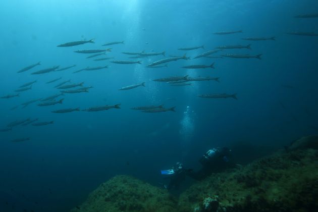 Banco de barracudas en el parque natural de la isla de Port-Cros, en la región francesa de Provenza-Alpes-Costa Azul. Banco de barracudas en el parque natural de la isla de Port-Cros, en la región francesa de Provenza-Alpes-Costa Azul.