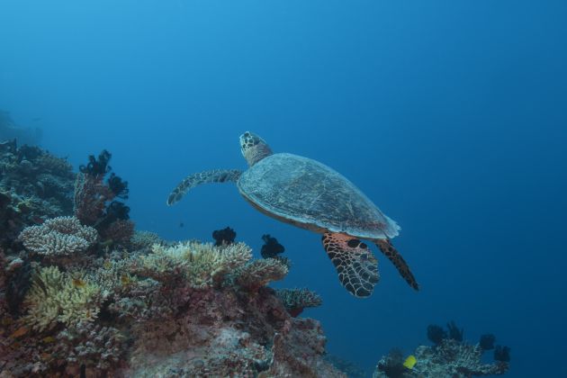 Una tortuga marina nada entre los corales del océano Índico en las Maldivas. Una tortuga marina nada entre los corales del océano Índico en las Maldivas.