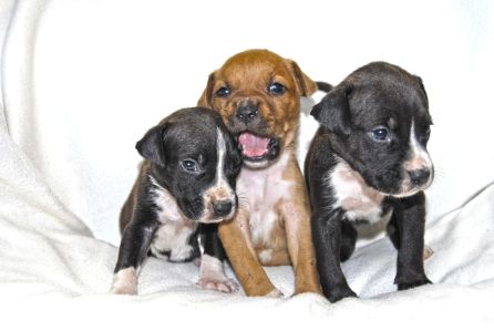 El trío de hermanas perrunas Eyra, Nilsa y Lena. El trío de hermanas perrunas Eyra, Nilsa y Lena.