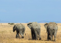 Muere un turista español arrollado por un elefante en un parque natural de Etiopía