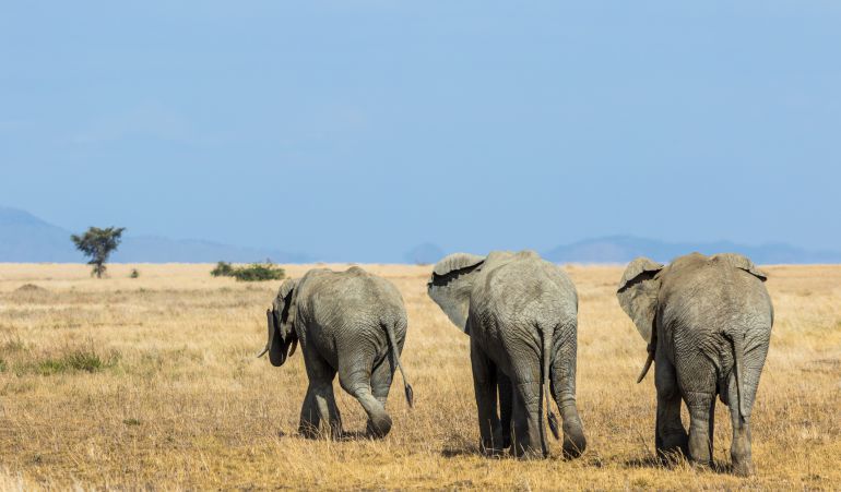 El hombre falleció tras ser embestido por un elefante. El hombre falleció tras ser embestido por un elefante.
