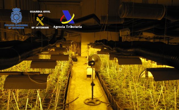 Una de las plantaciones intervenidas en esta operación Una de las plantaciones intervenidas en esta operación
