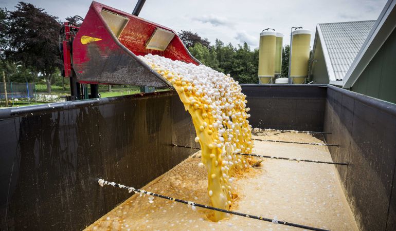 Vista de una máquina que transporta los huevos contaminados para desecharlos en una granja avícola de Onstwedde (Holanda). Vista de una máquina que transporta los huevos contaminados para desecharlos en una granja avícola de Onstwedde (Holanda).