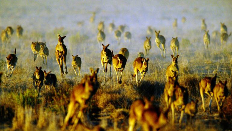 Canguros en la estepa Australiana en cantidades multiplicadas que han llevado a las autoridades a pedir que se cacen y se coman Canguros en la estepa Australiana en cantidades multiplicadas que han llevado a las autoridades a pedir que se cacen y se coman