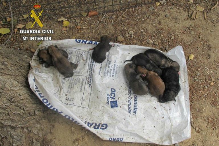 Los cachorros después de ser encontrados en Madrigalejo Los cachorros después de ser encontrados en Madrigalejo