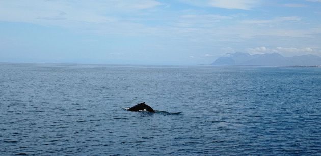 Una ballena sale a la superficie en la bahía de Reikiavik Una ballena sale a la superficie en la bahía de Reikiavik