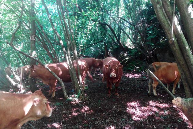 Las vacas de Socabarga, en el bosque. Las vacas de Socabarga, en el bosque.