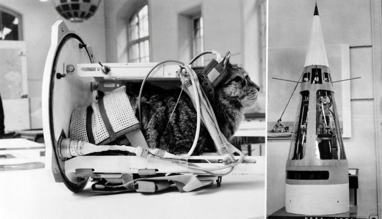 La gata Félicette se prepara para el viaje espacial que protagonizó en 1963. La gata Félicette se prepara para el viaje espacial que protagonizó en 1963.