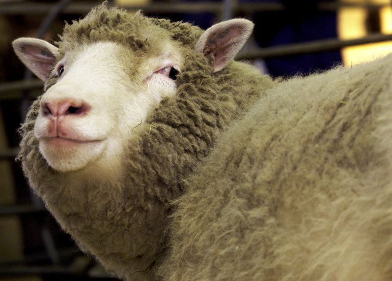 La oveja Dolly fue el primer animal clonado de la historia. La oveja Dolly fue el primer animal clonado de la historia.